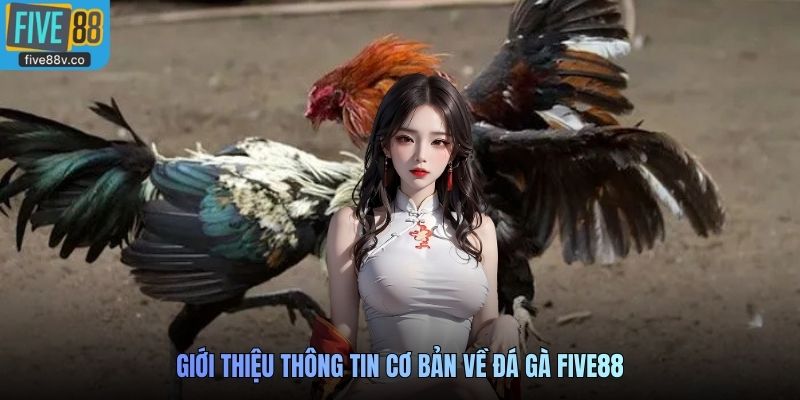 Giới thiệu thông tin cơ bản về Đá Gà Five88